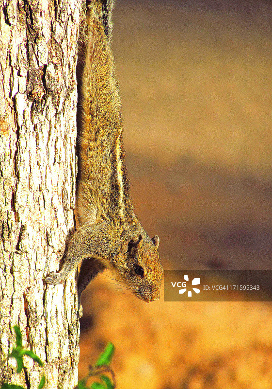 印度棕榈松鼠图片素材