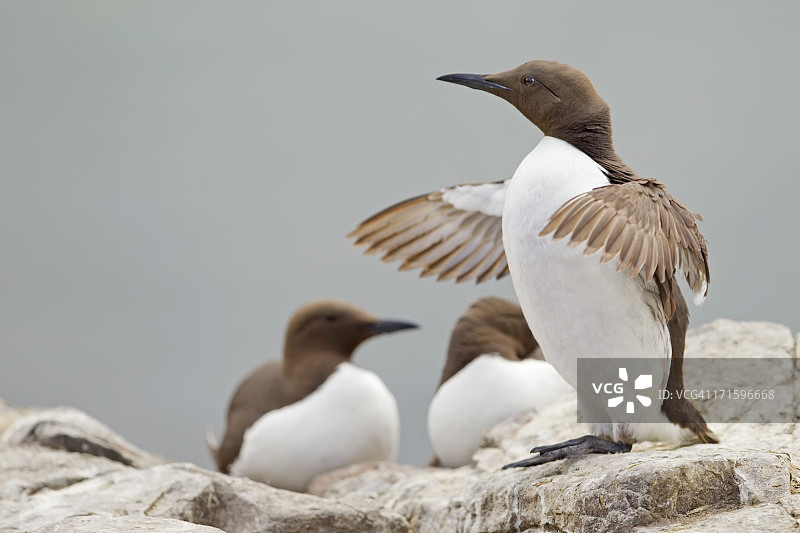 法恩岛上张开翅膀的海鸠图片素材