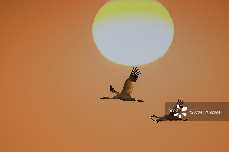 阳光下飞翔的两只美洲鹤图片素材