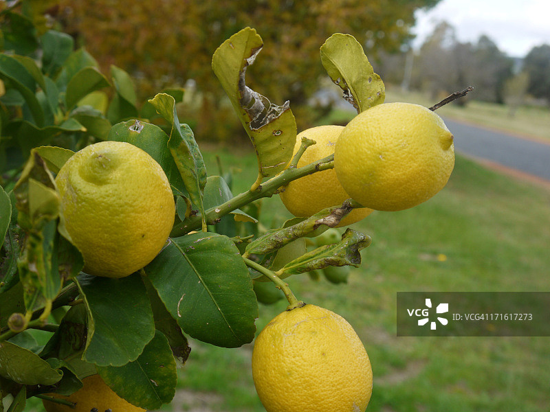 柠檬果树图片素材