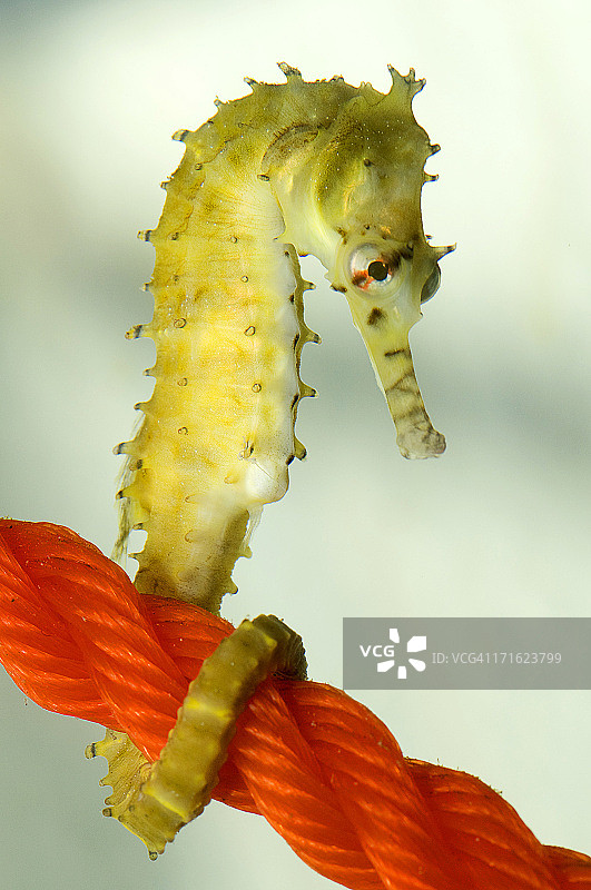 西部刺海马图片素材