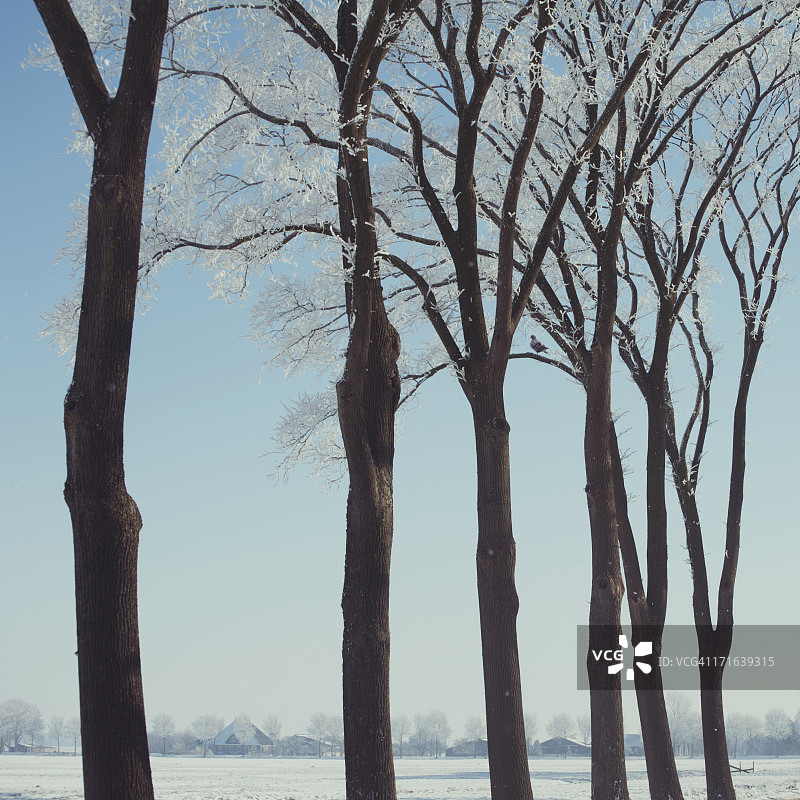 雪中的成排树木图片素材
