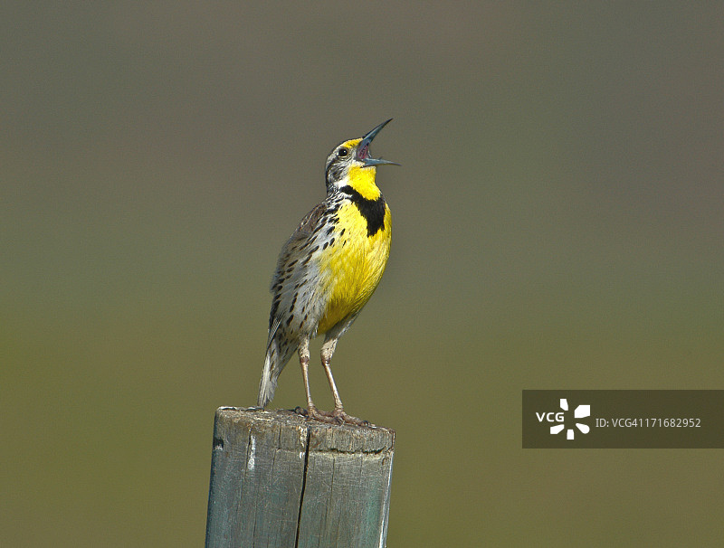 西方草地鹨图片素材