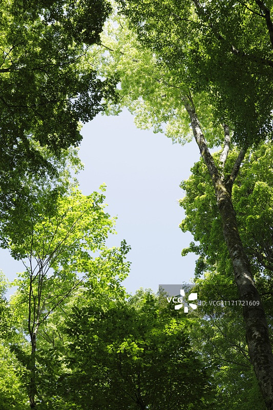 白神山地的山毛榉森林图片素材
