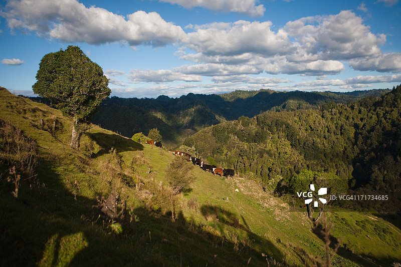国家公园山顶上的放牧牛群图片素材