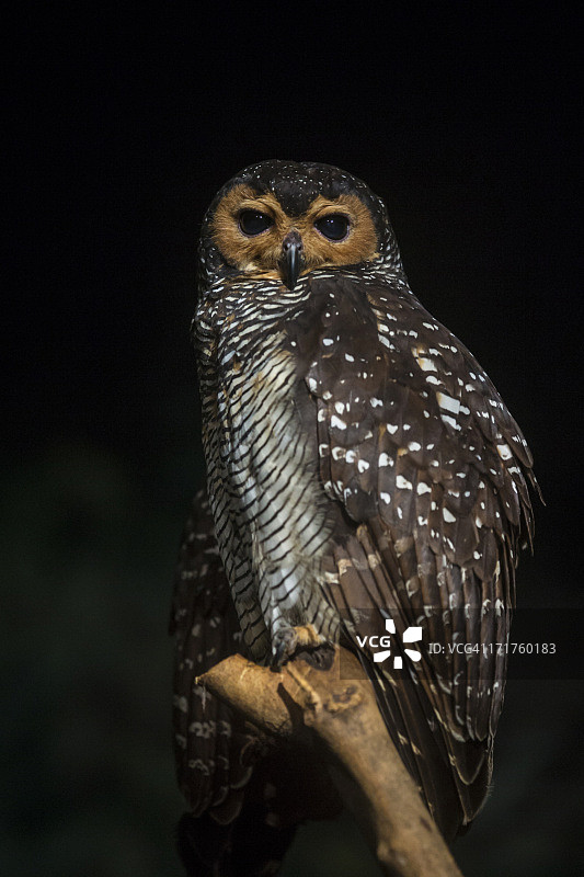 斑点林鸮图片素材