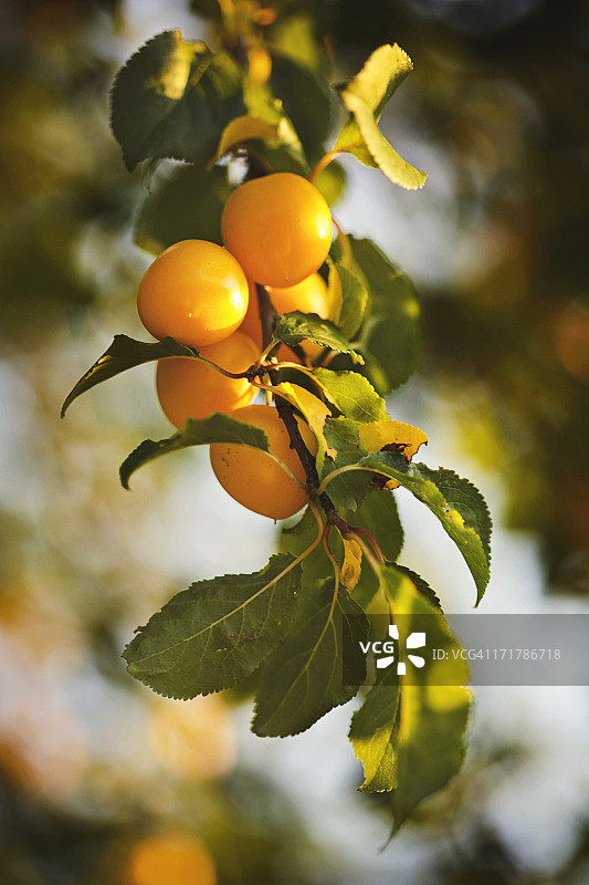 夏季李子图片素材