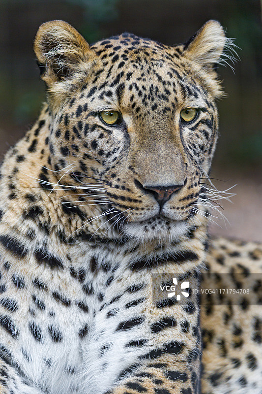 放松的母豹图片素材