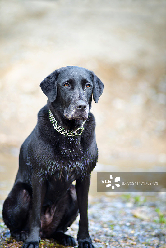 黑色拉布拉多图片素材
