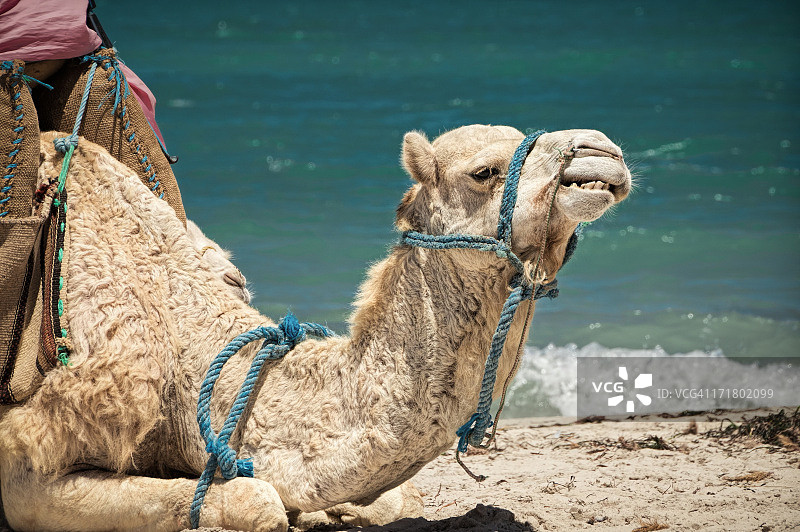 微笑的沙滩骆驼图片素材