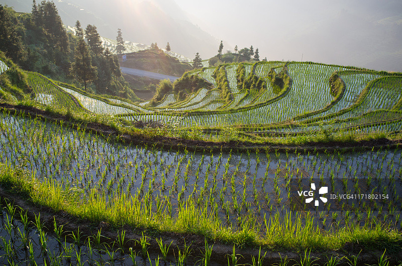 晨光下的稻田图片素材