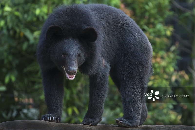 亚洲黑熊图片素材