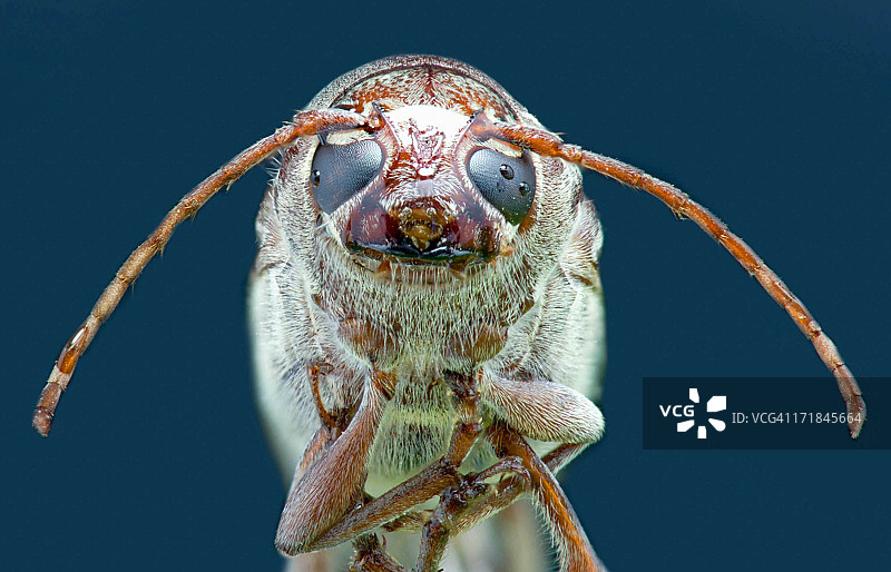 死虫的焦点堆叠摄影图片素材