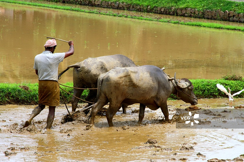 印度农场的水牛图片素材