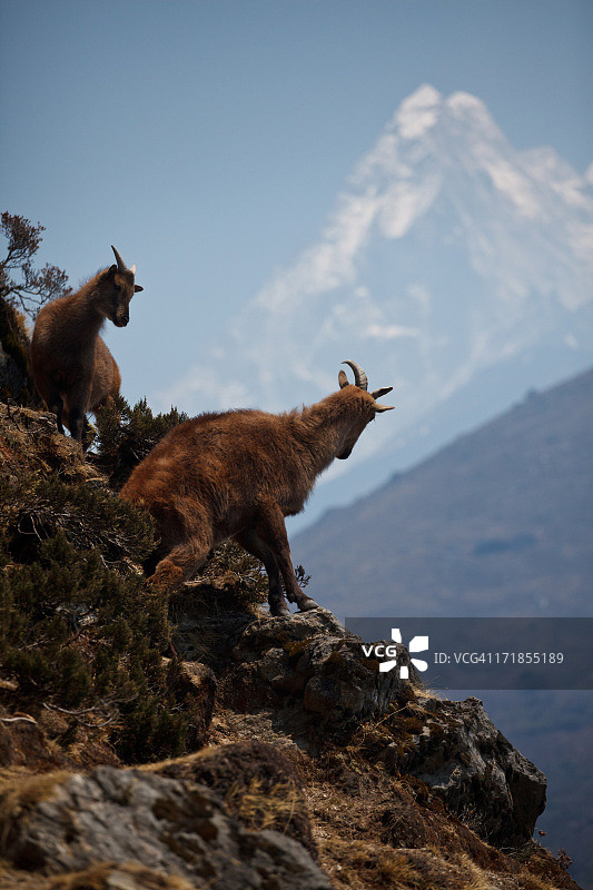 喜马拉雅塔尔羊图片素材
