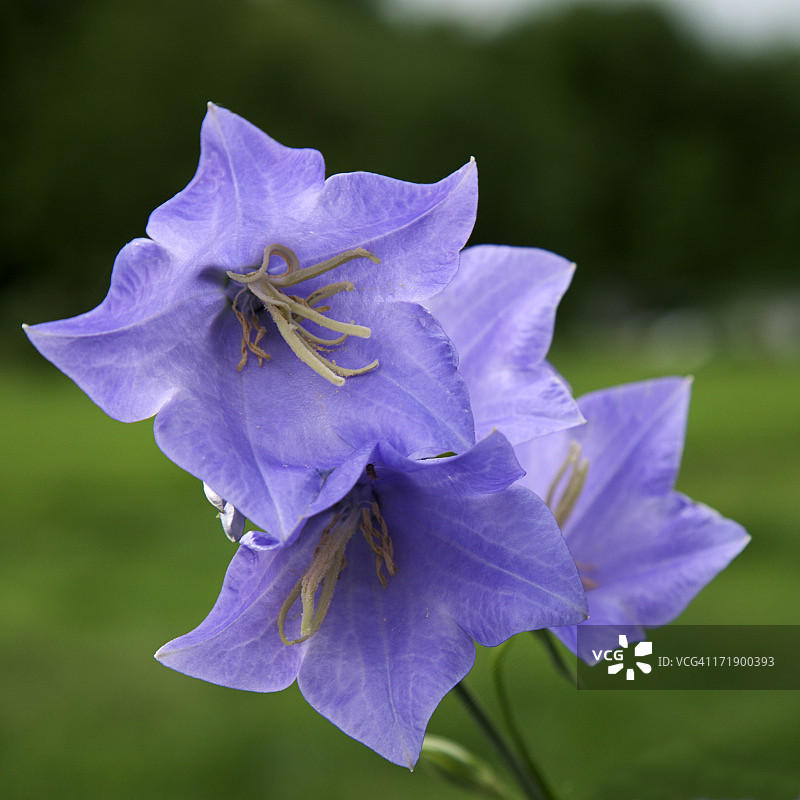 风铃草图片素材