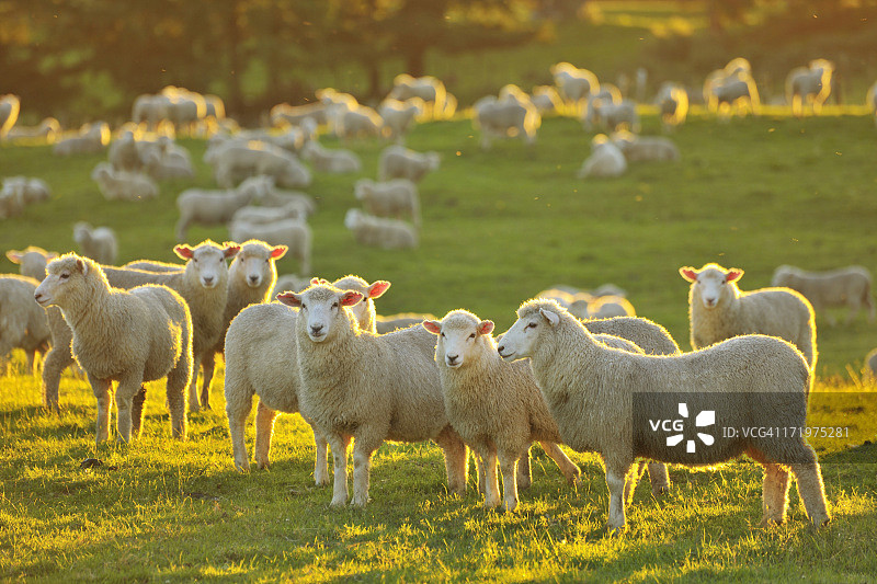 群绵羊图片素材