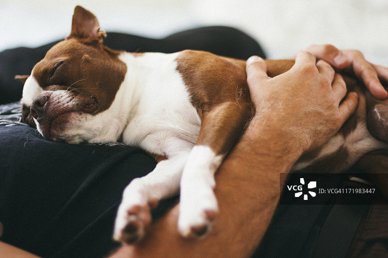 睡着的波士顿梗犬图片素材