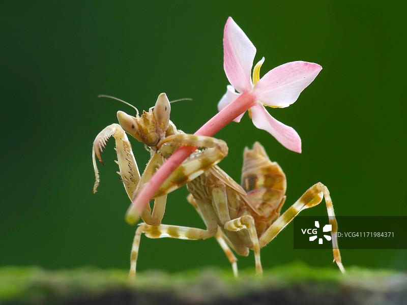 螳螂与花图片素材