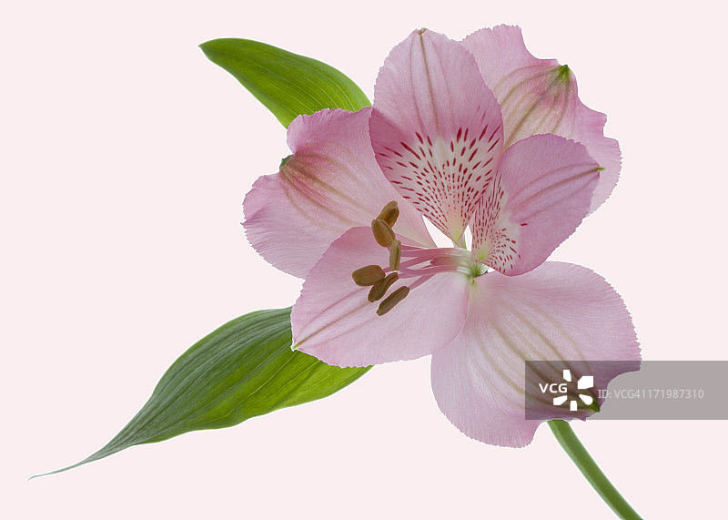 淡粉色六出花图片素材