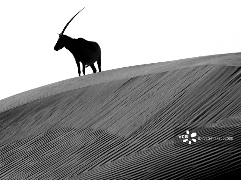 阿拉伯羚羊与独角兽的传说图片素材