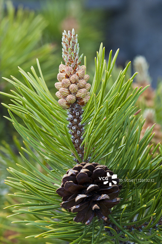 带有花粉球果和种子球果的扭叶松图片素材