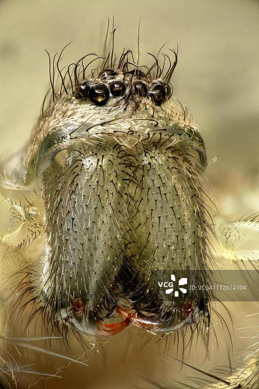 栉水蛛属图片素材