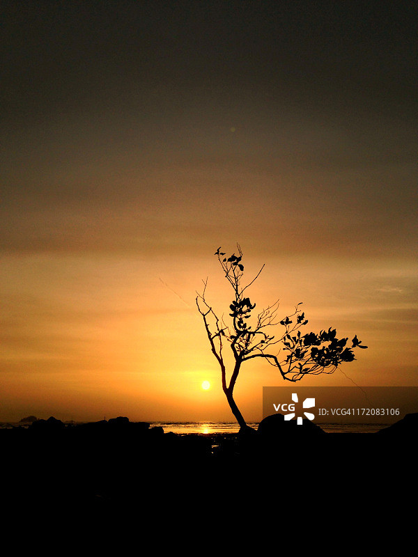 这棵树图片素材