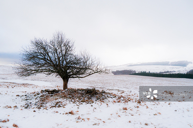 孤独的树图片素材