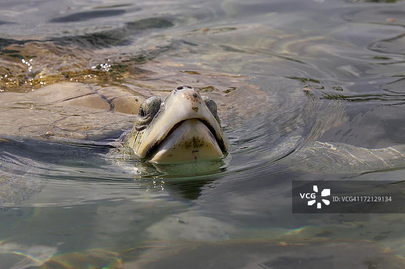 肯普氏海龟图片素材
