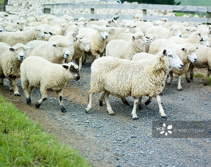 群绵羊图片素材