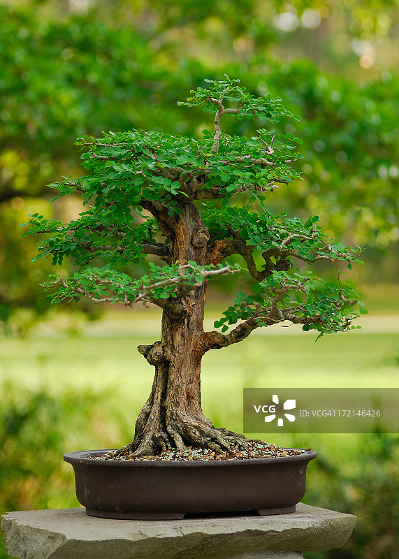 盆景树图片素材