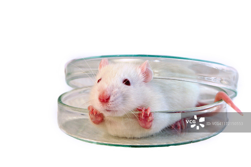 白色小鼠试图逃离玻璃容器图片素材