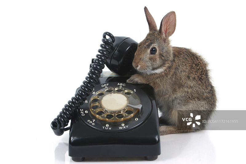 小野兔和旧电话图片素材