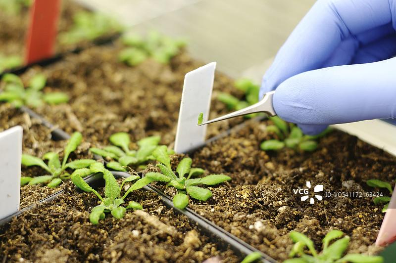 转基因植物图片素材