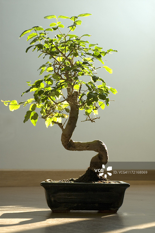 盆栽树图片素材