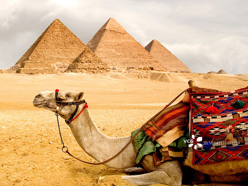 一匹骆驼躺在地上，背景是金字塔图片素材