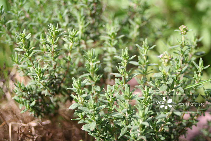 花园中的百里香植物特写图片素材
