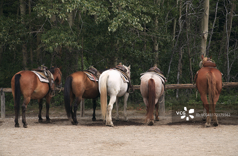 西部畜栏里的马图片素材