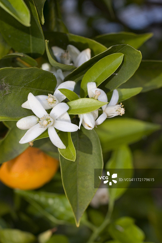 树上的橙色花朵特写图片素材