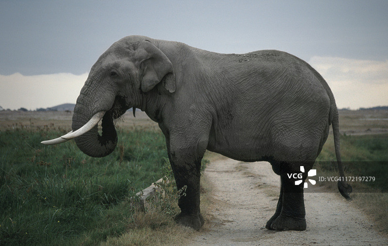 大象路障图片素材