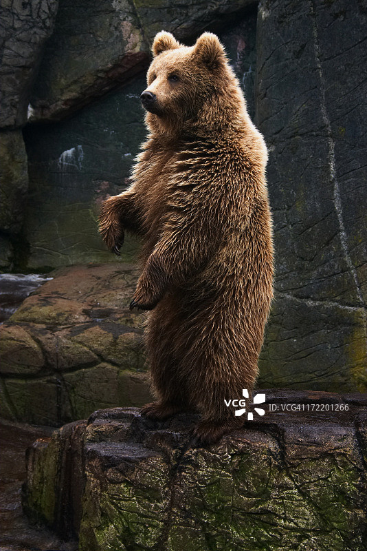 站立的棕熊图片素材