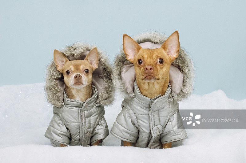 两只穿着冬装的吉娃娃图片素材