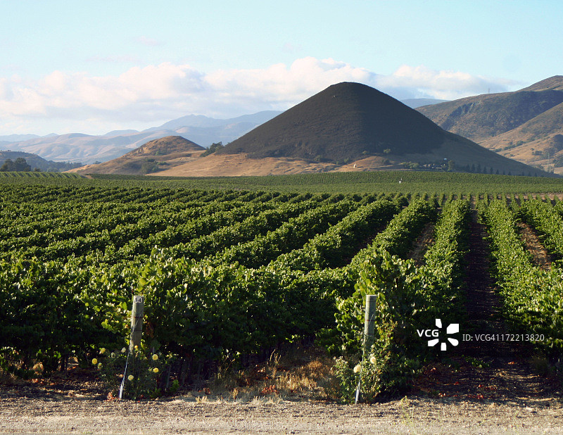葡萄园2图片素材