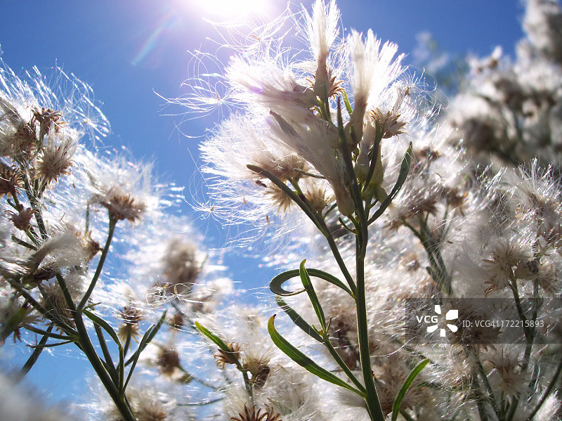 阳光下的亚麻色图片素材