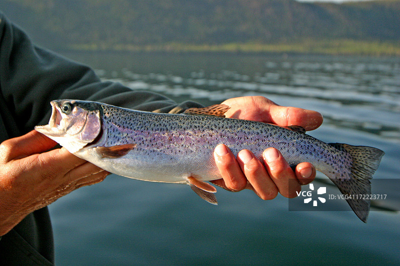 漂亮的鱼图片素材