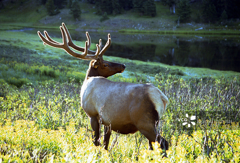 阳光下的马鹿图片素材