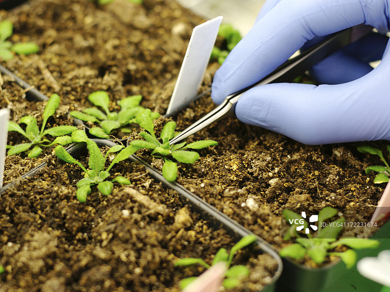 转基因植物图片素材