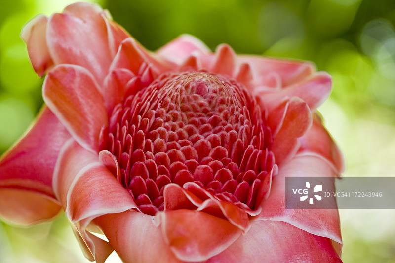 野姜花图片素材