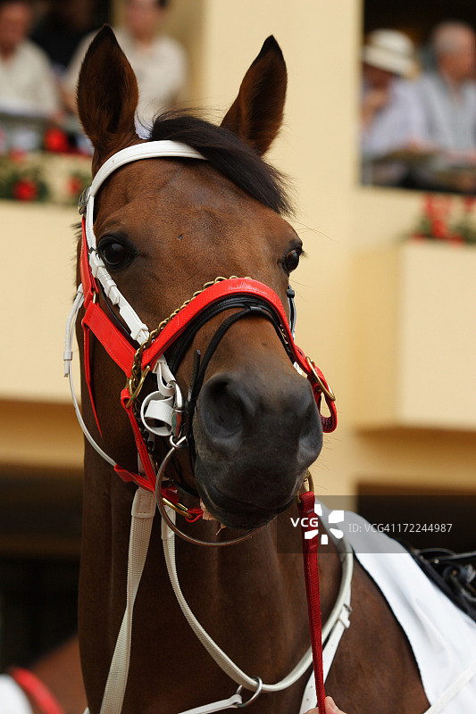 马头特写图片素材